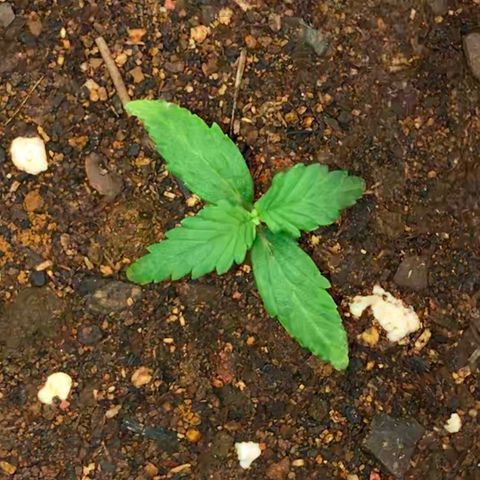 Girl Scout Cookies Auto growlog timeline photo
