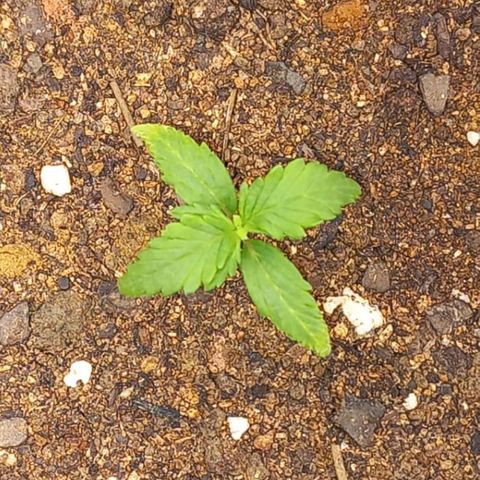 Girl Scout Cookies Auto growlog timeline photo