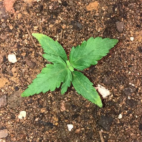 Girl Scout Cookies Auto growlog timeline photo