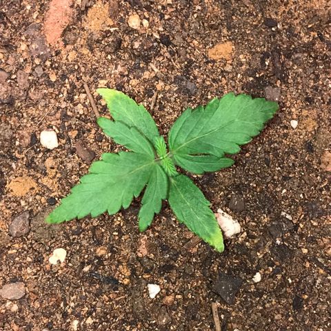 Girl Scout Cookies Auto growlog timeline photo