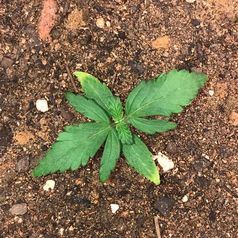 Girl Scout Cookies Auto growlog timeline photo