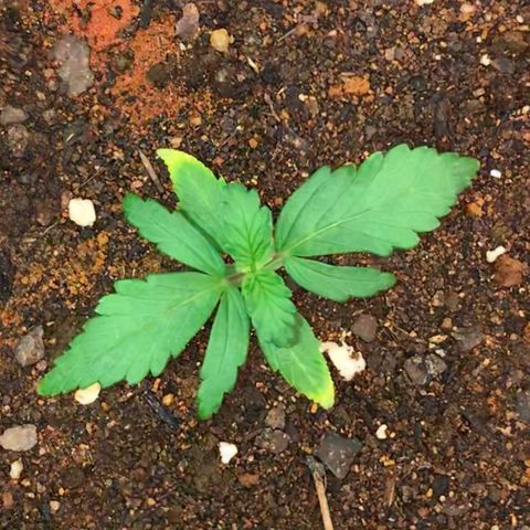 Girl Scout Cookies Auto growlog timeline photo