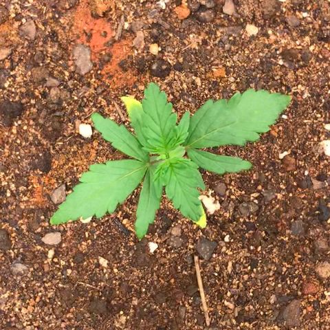 Girl Scout Cookies Auto growlog timeline photo