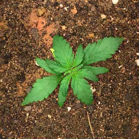 Girl Scout Cookies Auto growlog timeline photo