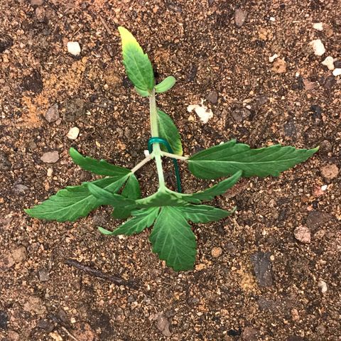 Girl Scout Cookies Auto growlog timeline photo