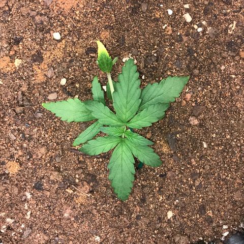 Girl Scout Cookies Auto growlog timeline photo