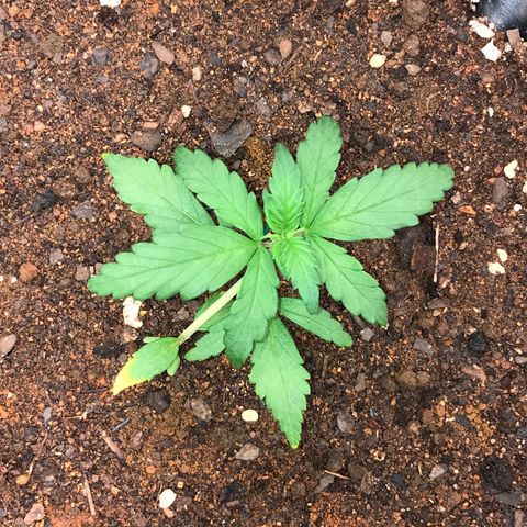 Girl Scout Cookies Auto growlog timeline photo