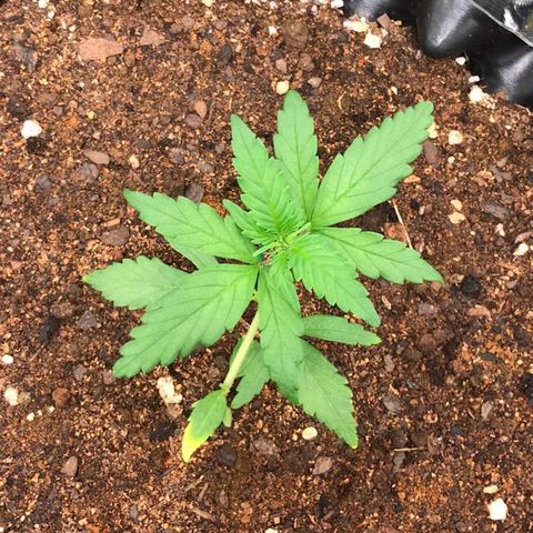 Girl Scout Cookies Auto growlog timeline photo