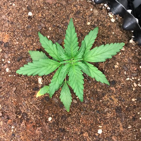 Girl Scout Cookies Auto growlog timeline photo