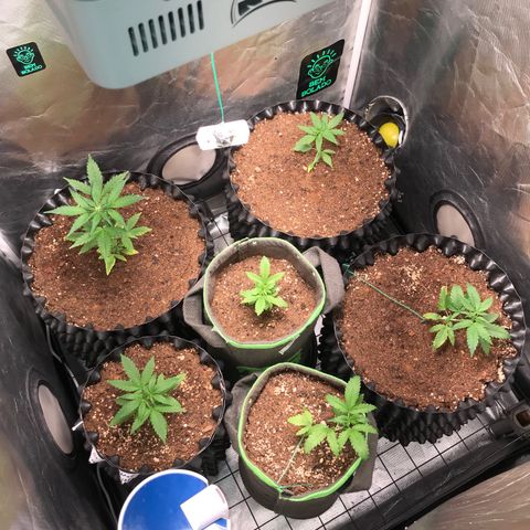 Girl Scout Cookies Auto growlog timeline photo