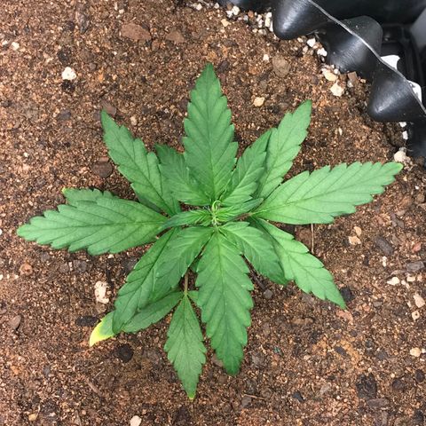 Girl Scout Cookies Auto growlog timeline photo