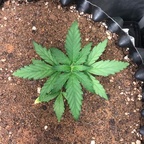Girl Scout Cookies Auto growlog timeline photo