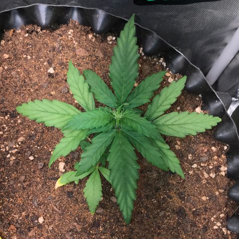 Girl Scout Cookies Auto growlog timeline photo