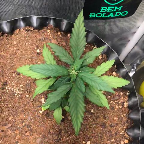 Girl Scout Cookies Auto growlog timeline photo