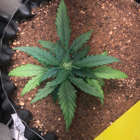 Girl Scout Cookies Auto growlog timeline photo