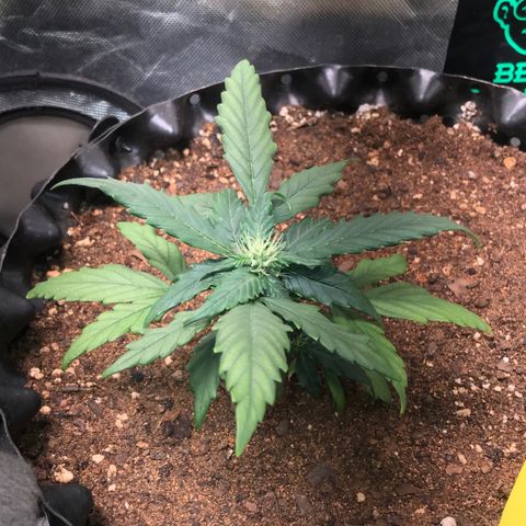 Girl Scout Cookies Auto growlog timeline photo