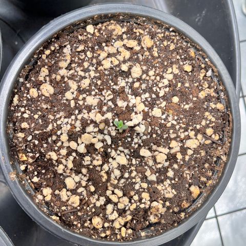 Auto Dentista growlog timeline photo
