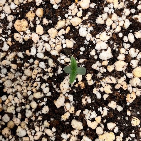 Mimosa Evo growlog timeline photo