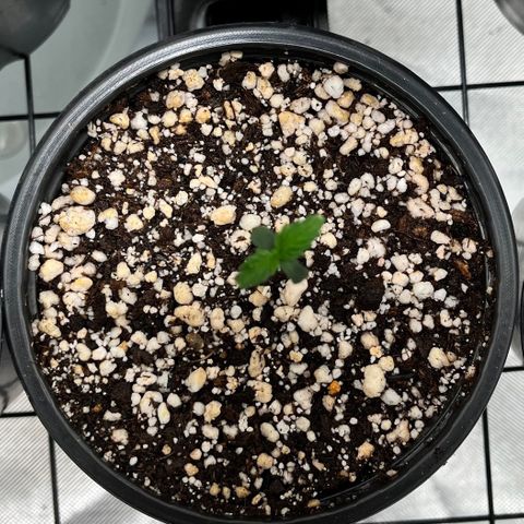 Sherbet growlog timeline photo