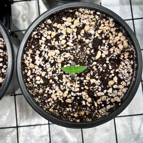 Zombie Bride growlog timeline photo