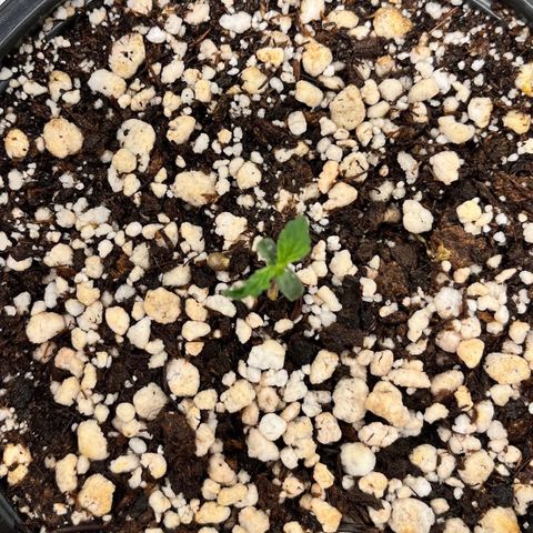 Auto Dentista growlog timeline photo