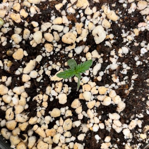 Grape Pie growlog timeline photo