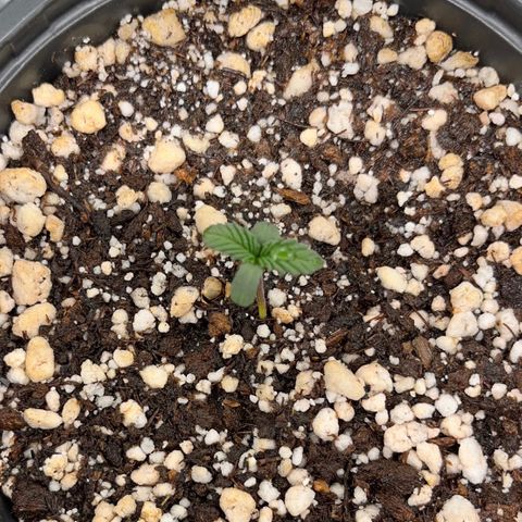 Wonder Pie growlog timeline photo