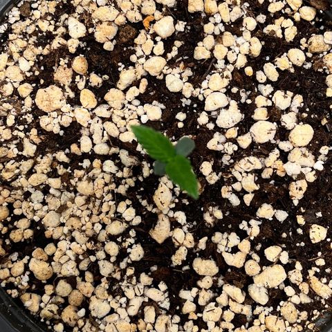 Mimosa Evo growlog timeline photo