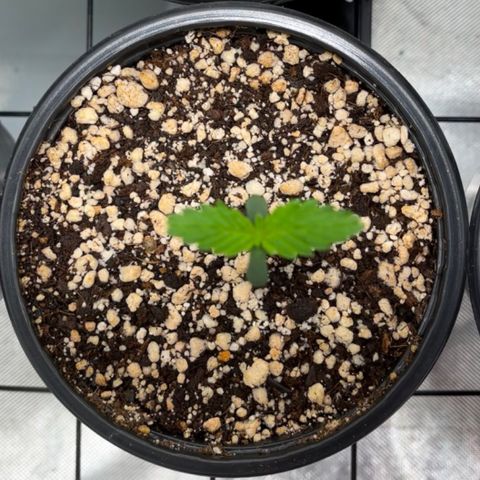 Sherbet growlog timeline photo