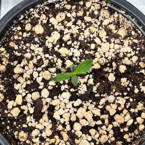 Auto Dentista growlog timeline photo