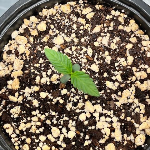 Wonder Pie growlog timeline photo