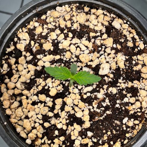 Grape Pie growlog timeline photo