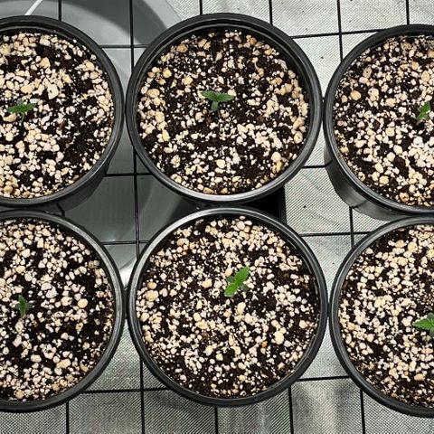 Mimosa Evo growlog timeline photo