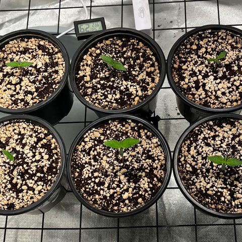 Mimosa Evo growlog timeline photo