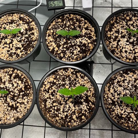 Mimosa Evo growlog timeline photo
