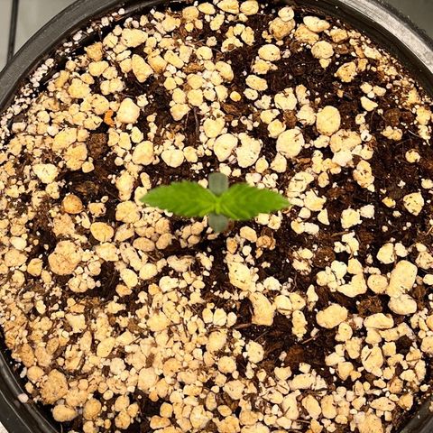 Mimosa Evo growlog timeline photo