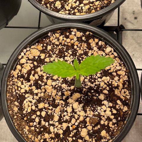 Sherbet growlog timeline photo
