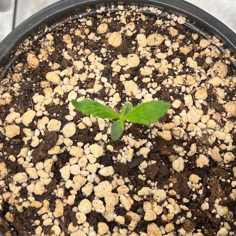 Auto Dentista growlog timeline photo