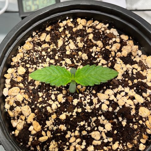 Wonder Pie growlog timeline photo
