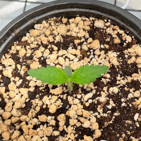 Grape Pie growlog timeline photo