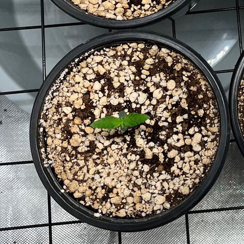 Mimosa Evo growlog timeline photo