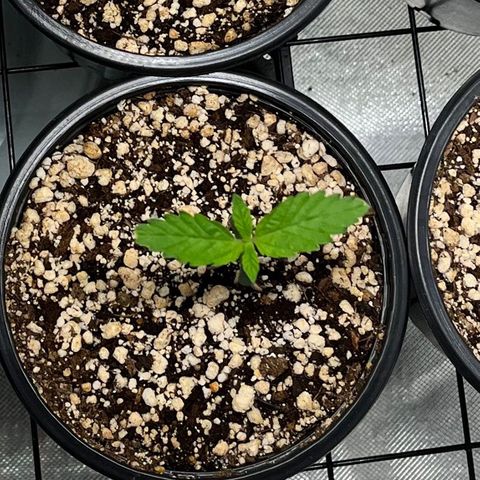 Sherbet growlog timeline photo