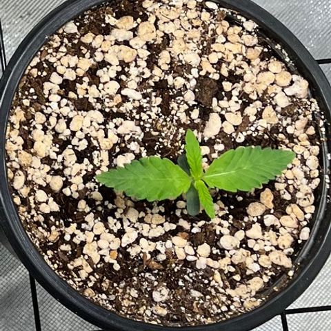 Zombie Bride growlog timeline photo