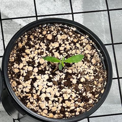 Auto Dentista growlog timeline photo
