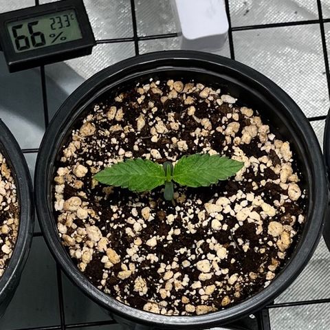 Wonder Pie growlog timeline photo