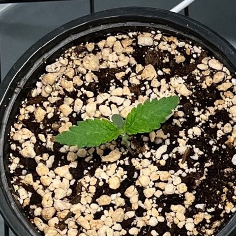 Grape Pie growlog timeline photo