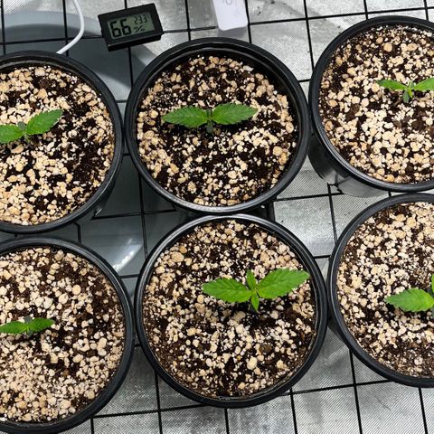 Mimosa Evo growlog timeline photo