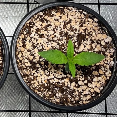 Zombie Bride growlog timeline photo