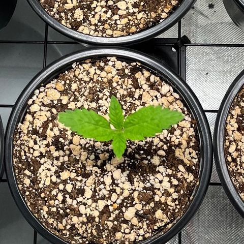 Sherbet growlog timeline photo