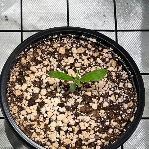 Auto Dentista growlog timeline photo